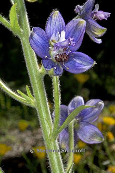 delphinium staphisagria 1 graphic